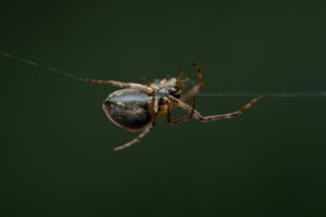 Identify Spiders Instantly: Snap, Learn, and Stay Safe