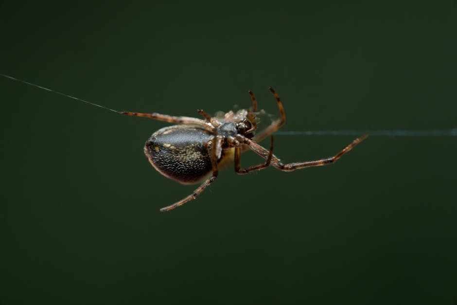 Identify Spiders Instantly: Snap, Learn, and Stay Safe
