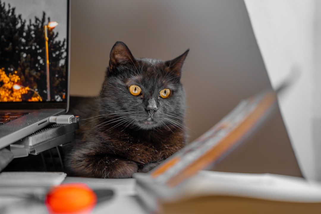 Learn Essential Cat Care Skills Online Today