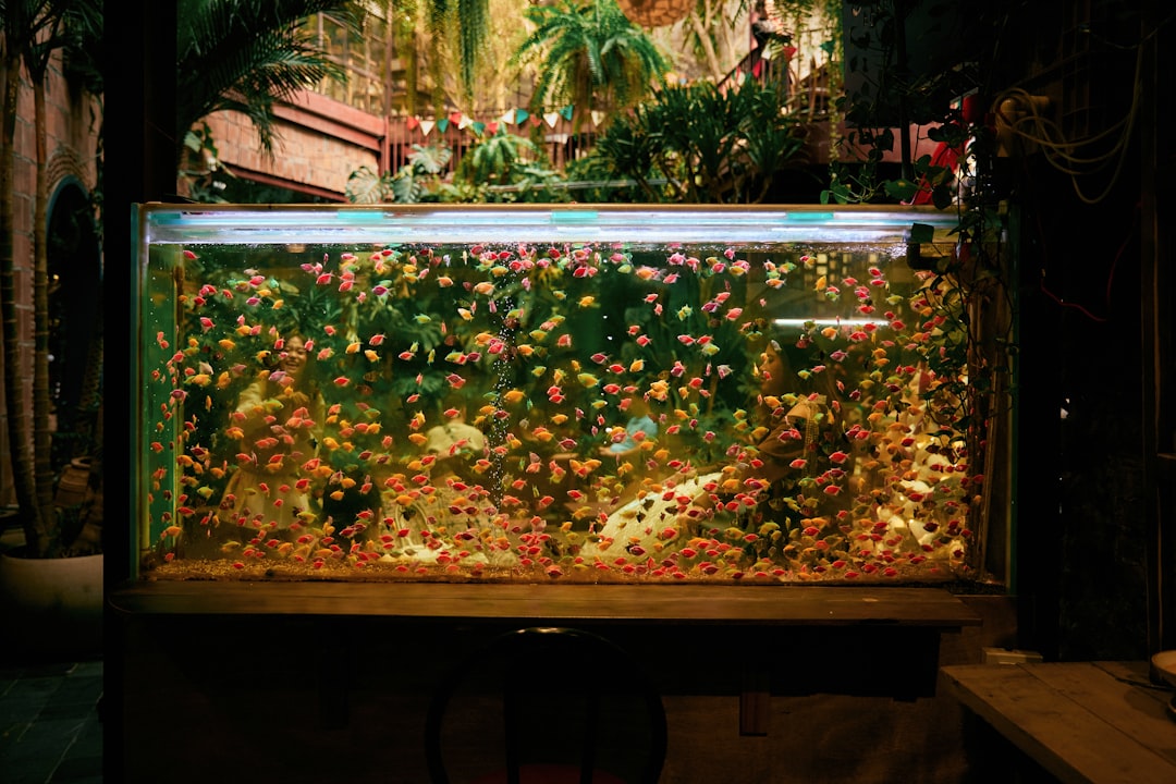 Learn Everything About Aquariums Online: Complete Guide