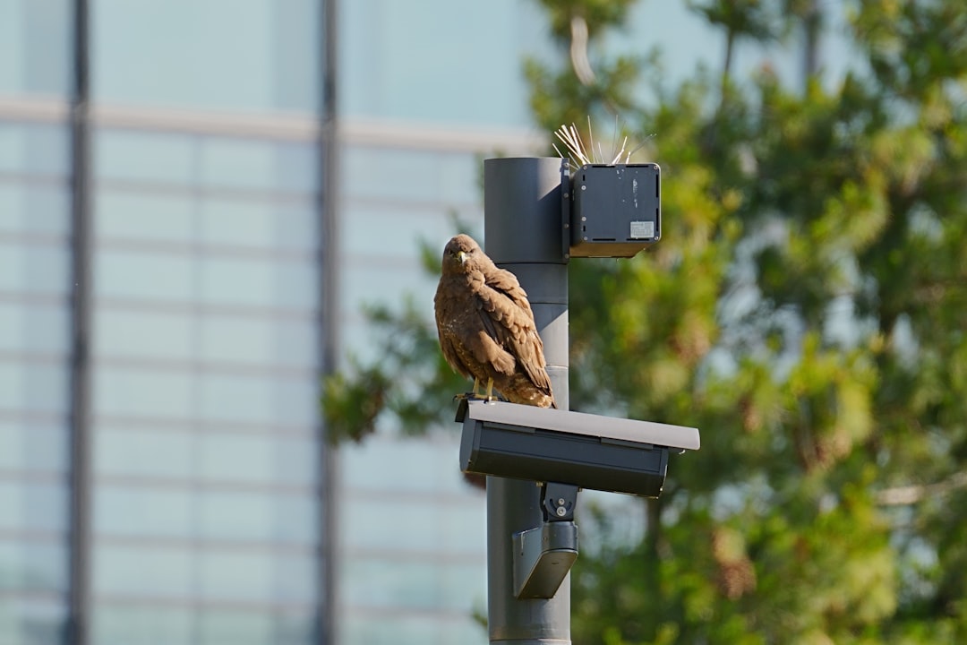 Learn About Birds Online: Complete Beginner’s Guide