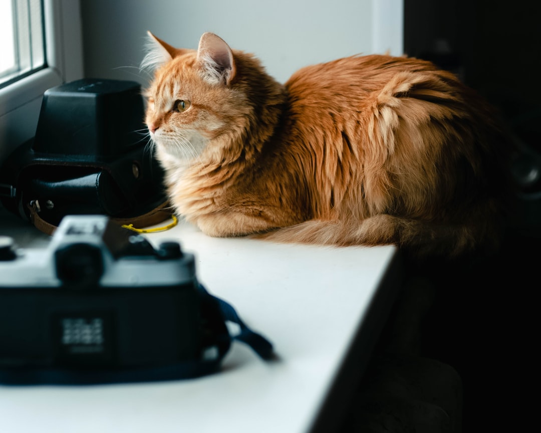 Learn Pet Photography Online: Practical Skills and Techniques