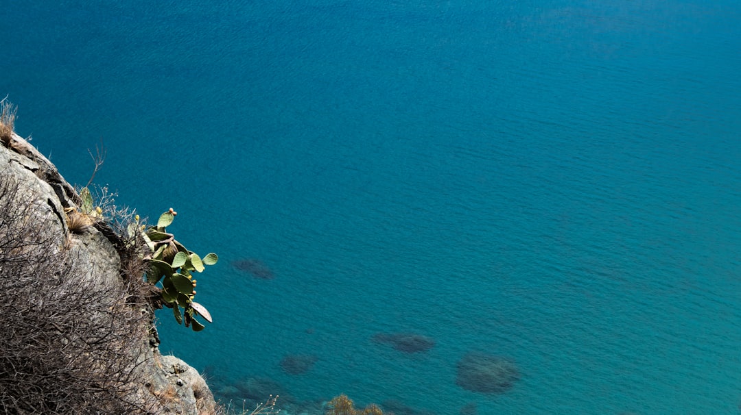 Learn About Turtles Online: A Beginner’s Guide