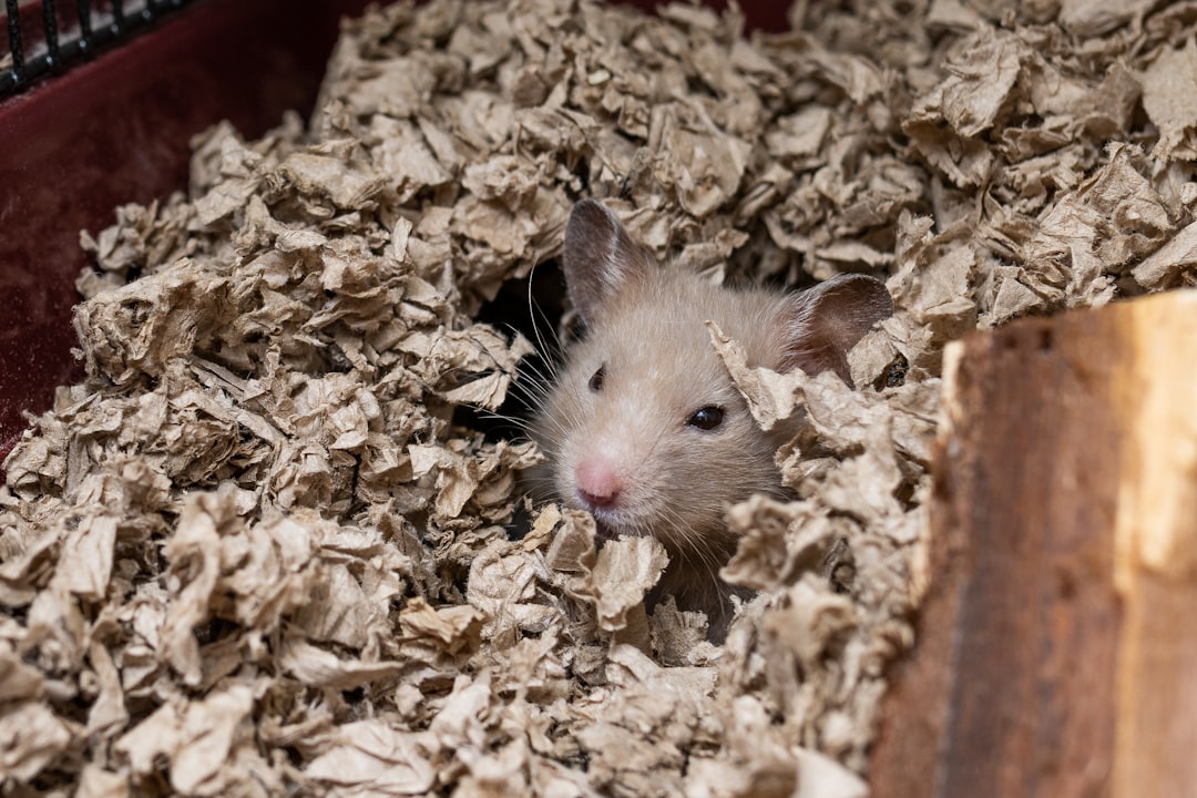 Learn Everything About Hamsters Online: Complete Guide